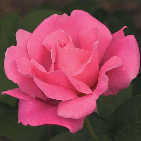 Spring Hill Nurseries Perfume Delight Hybrid Tea Rose Dormant Bare