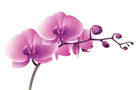 Orchid Illustrations Royalty Free Vector Graphics And Clip Art Istock