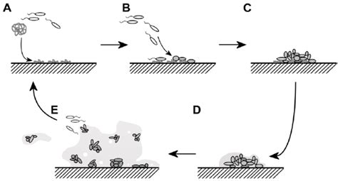 Schematic Representation Of Biofilm Formation A Proteins From The