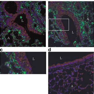 Quantification Of Naked NFB Decoy ODN 500 G Mouse In Cytoplasm And