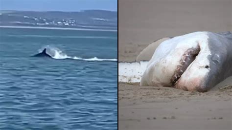 'Astonishing' video shows killer whale hunting and killing great white ...