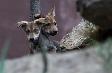 Nacen ocho cachorros de lobo gris mexicano, en peligro de extinción ...