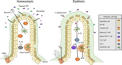 Frontiers Cross Talk Between Antigen Presenting Cells And T Cells