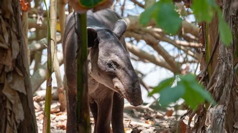 Tapir que come donde vive características y curiosidades Vida con