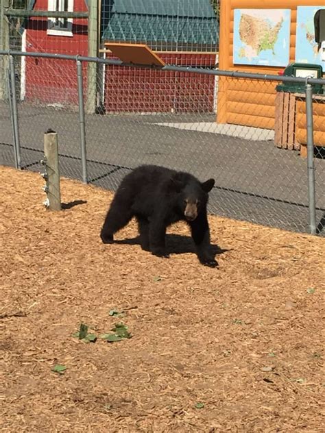 Visit The Amazing Yellowstone Bear World In Rexburg Idaho Planning Away