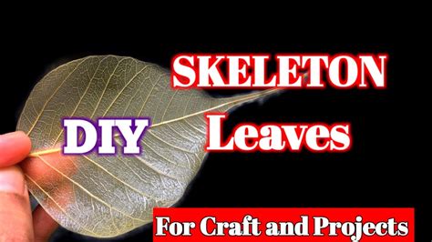 How To Make Skeleton Leaves Diy Skeleton Leaves Art And Craft Projects