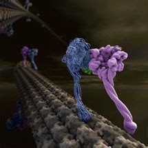 First X-ray crystal structure of dynein motor domain - MRC Laboratory of Molecular Biology