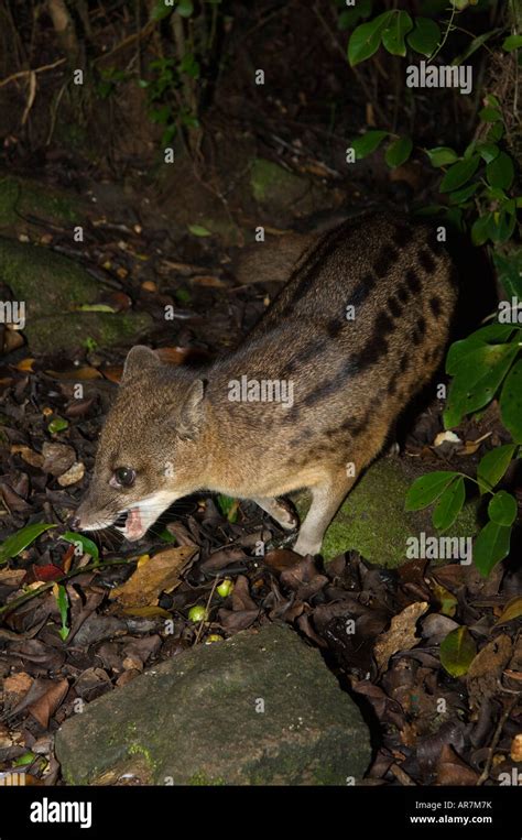 Fanaloka Or Malagasy Striped Civet Fossa Fossana Ranomafana National