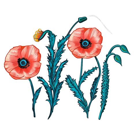 Download Hand Drawn Poppy Sketch Png 06112024