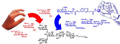 Oligosaccharide Assembly - GlycoWorld