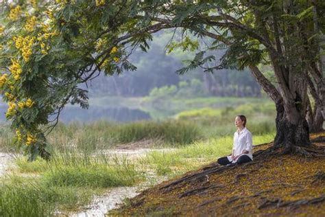 Meditation Tree Stock Photos Images And Backgrounds For Free Download