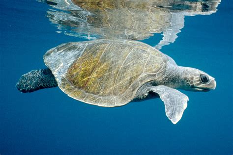 Olive Ridley Turtle - Fitzroy Basin Association