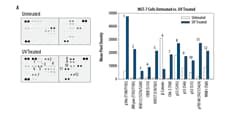 Proteome Profiler Human Phospho Kinase Array Kit Ary B By R D