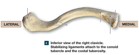 Inferior View Of Right Clavicle Diagram Quizlet