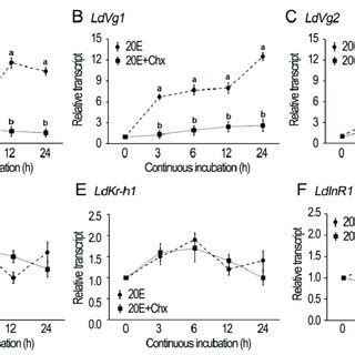 Pdf Rnai Mediated Functional Analysis Reveals The Regulation Of