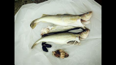 Alaska Cod Fish