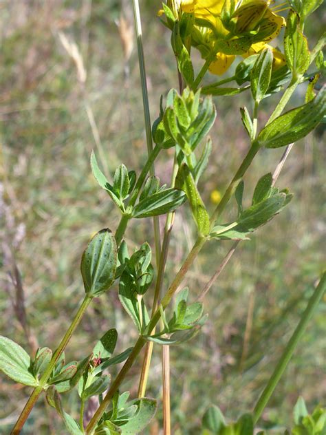 Photographs Of Hypericum Perforatum Uk Wildflowers Slender Stems