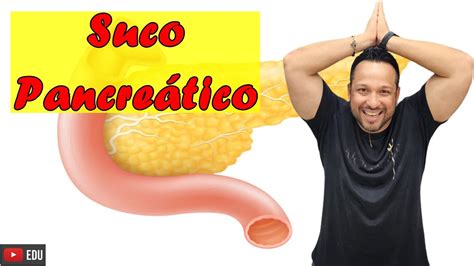 Suco Pancre Tico Composi O E Fun O Sistema Digest Rio