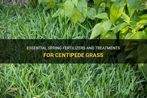 Essential Spring Fertilizers And Treatments For Centipede Grass Shuncy