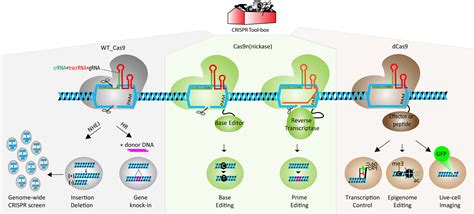 Applications Of Crispr Technologies In Transplantation American Journal Of Transplantation