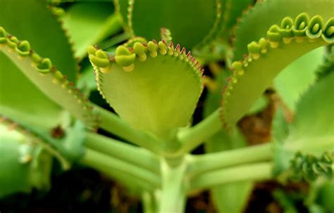 Planta aranto: benefícios e curiosidades sobre a suculenta
