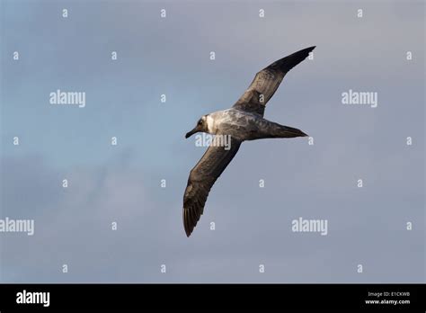 Light Mantled Sooty Albatross Flying Against The Blue Sky Stock Photo