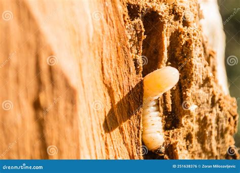 June Beetle Larva In Trees Stock Photo Image Of Little 251638376