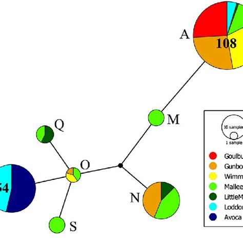 Haplotype network for Victorian populations. Circles represent each... | Download Scientific Diagram