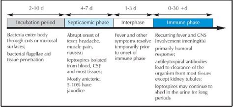 3 Typical Course Of Leptospirosis Descriptive Note The Figure Is Download Scientific Diagram