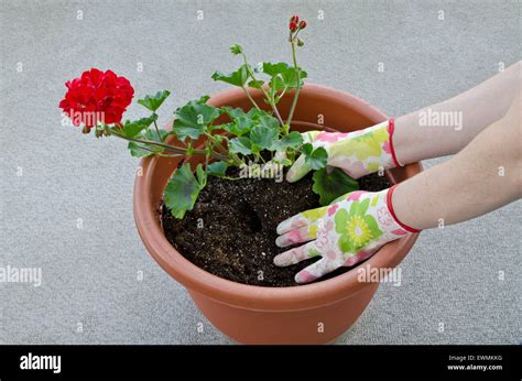 Container Gardening Potting A Plant Step Of Planting Flower