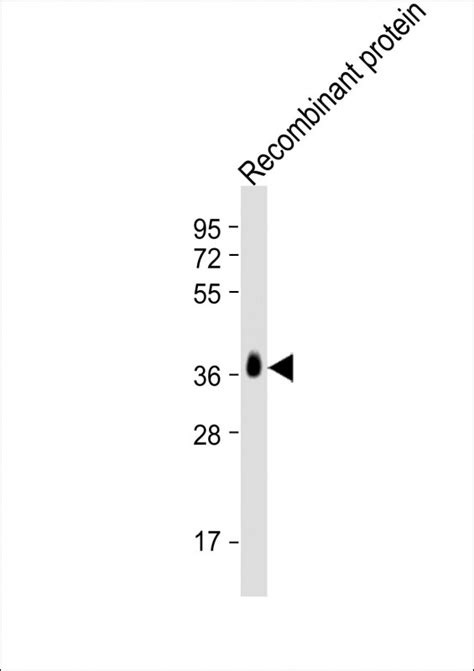 BRCA2 Antibody Purified Mouse Monoclonal Antibody Mab WB E Buy