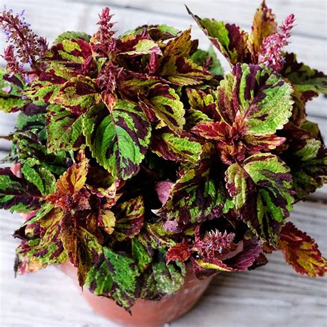 Coleus Folia Picasso