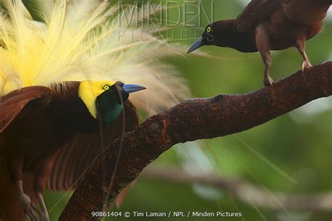 GREATER BIRD OF PARADISE stock photo - Minden Pictures