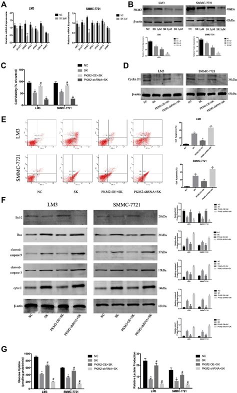 Sk Exerts Anti Tumor Effects By Regulating Pkm2 In Hcc Cells A