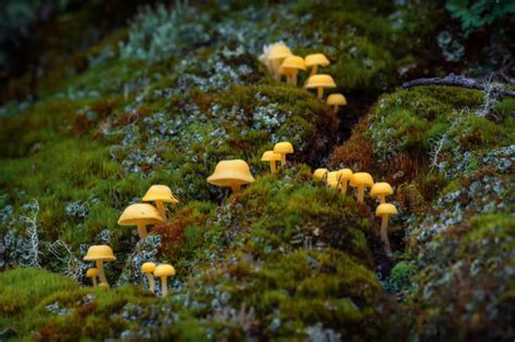 Spectacular Winning Fungi Photos From The Garden Photographer Of The