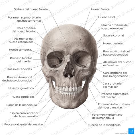 Anatomía De La Cabeza Y El Cuello Estructuras Arterias Kenhub