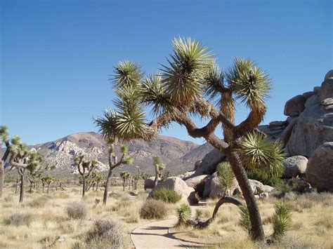 Joshua Tree Pictures Facts On The Joshua Trees