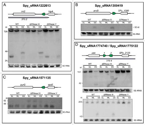 Expression Profiles Of Srnas Regulated By Rnases Northern Blot