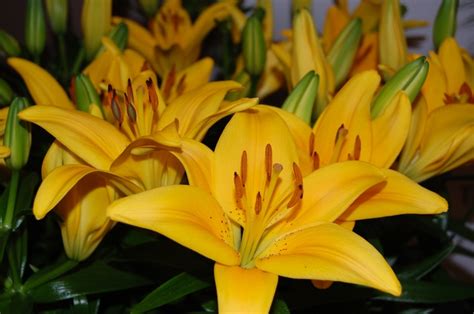 Lilium Asiaticum Lily Looks Tiny Bee Asiatic Lily From Garden Center