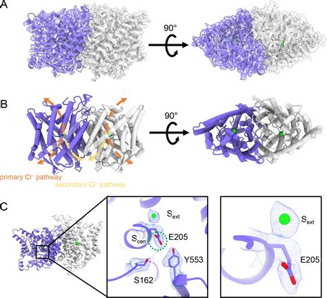 Cryoem Structures Of The Human Clc Voltage Gated Chloride Channel