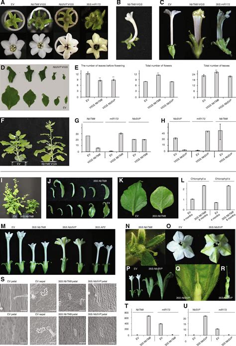 Flower Seed Identification Chart Best Flower Site