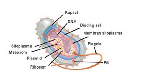 Struktur Anatomi Bakteri Perumperindo Co Id