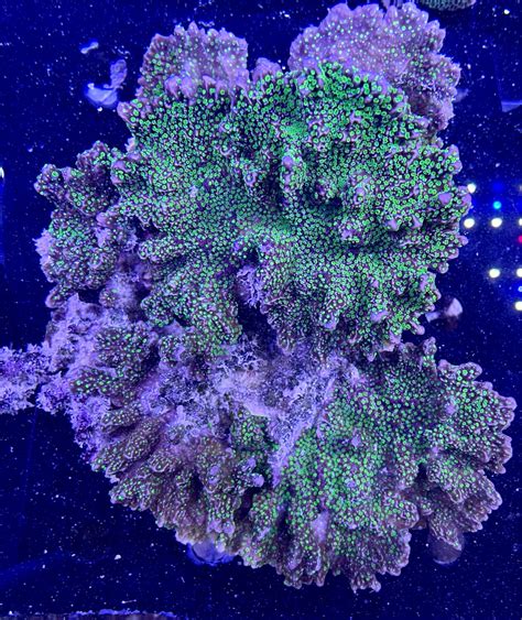 Montipora Ultra Red Platte XXL