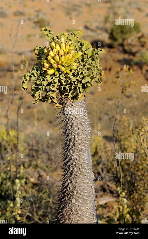 Halfmens With Inflorescence In Habitat Pachypodium Namaquanum