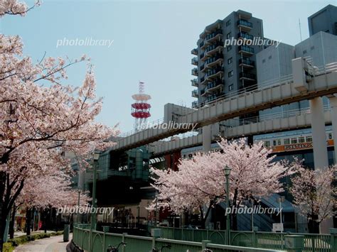 快晴と桜と千葉都市モノレールと栄町駅 写真素材 1982400 フォトライブラリー Photolibrary