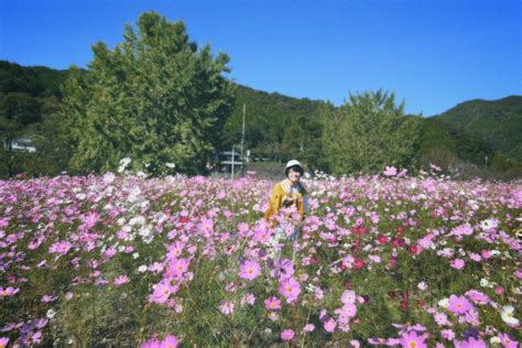 神木隆之介 On Twitter 《神木×高知×📷》 越知町【コスモス畑】 約150万本のコスモスが植えられている宮の前公園では 一面