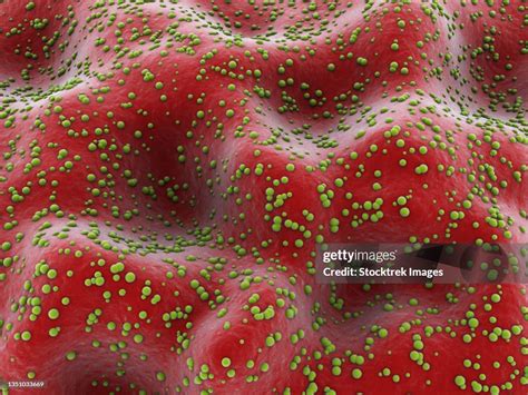 Microscopic View Of Cryptosporidium Inside The Small Intestine High Res