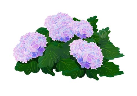 Hand Painted Hydrangea PNG Picture Hand Painted Purple Hydrangea