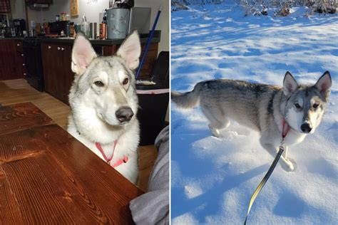 Rare Wolf Dog Hybrid Given To Shelter Finally Gets His Happily Ever After