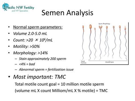 PPT Fertility For The Primary Care Provider PowerPoint Presentation